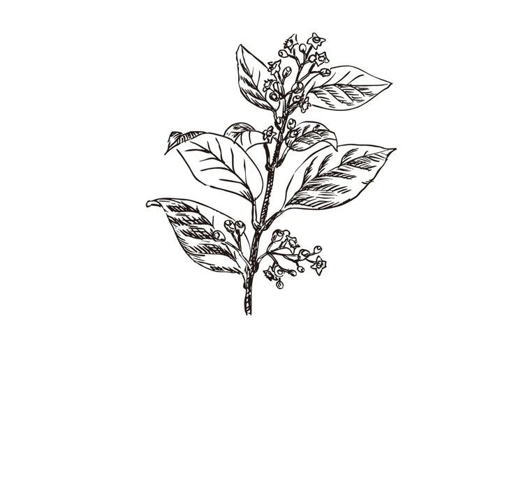 サンダルウッド（白檀）